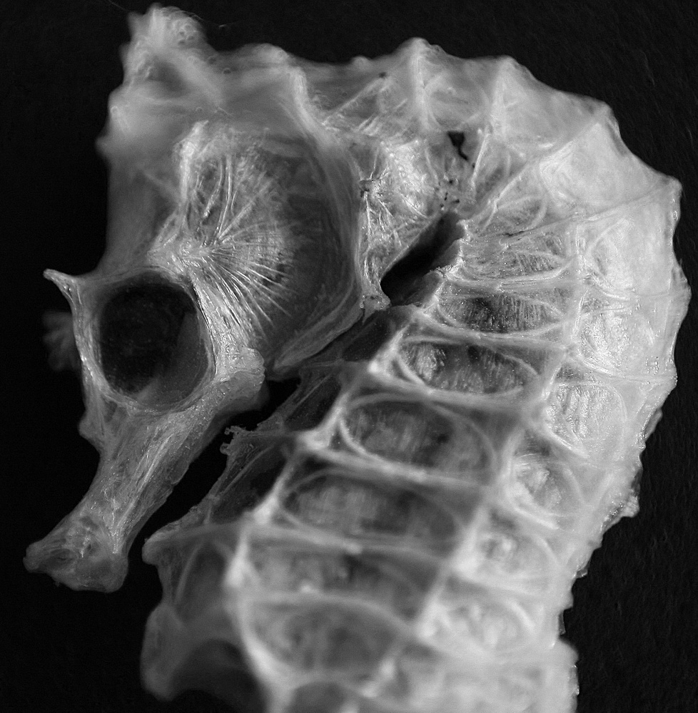 Seepferdchen Skelett