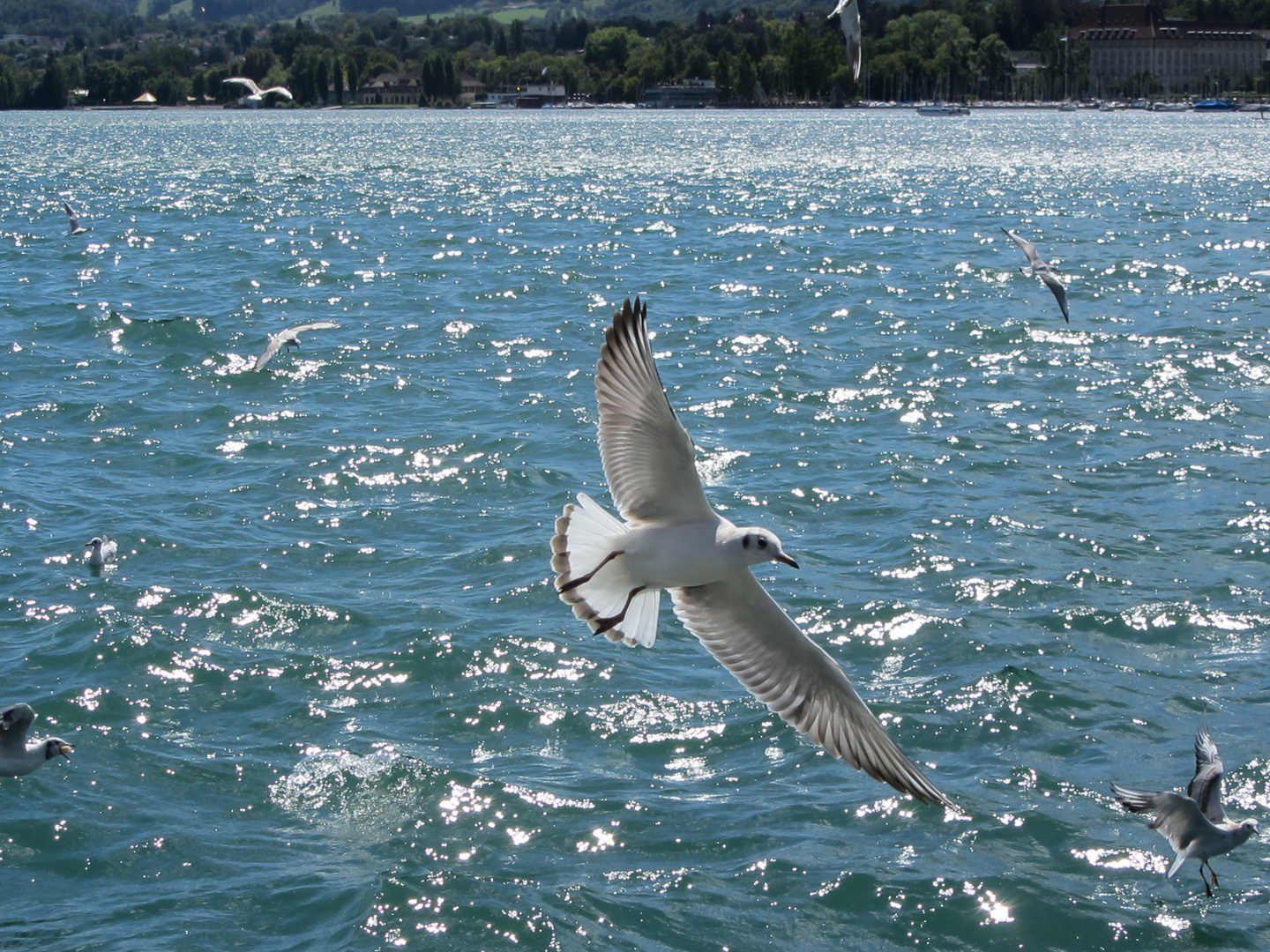 Seepromenade Zürichsee