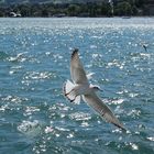 Seepromenade Zürichsee