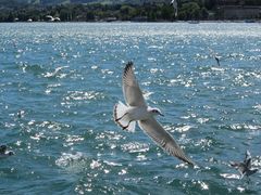 Seepromenade Zürichsee