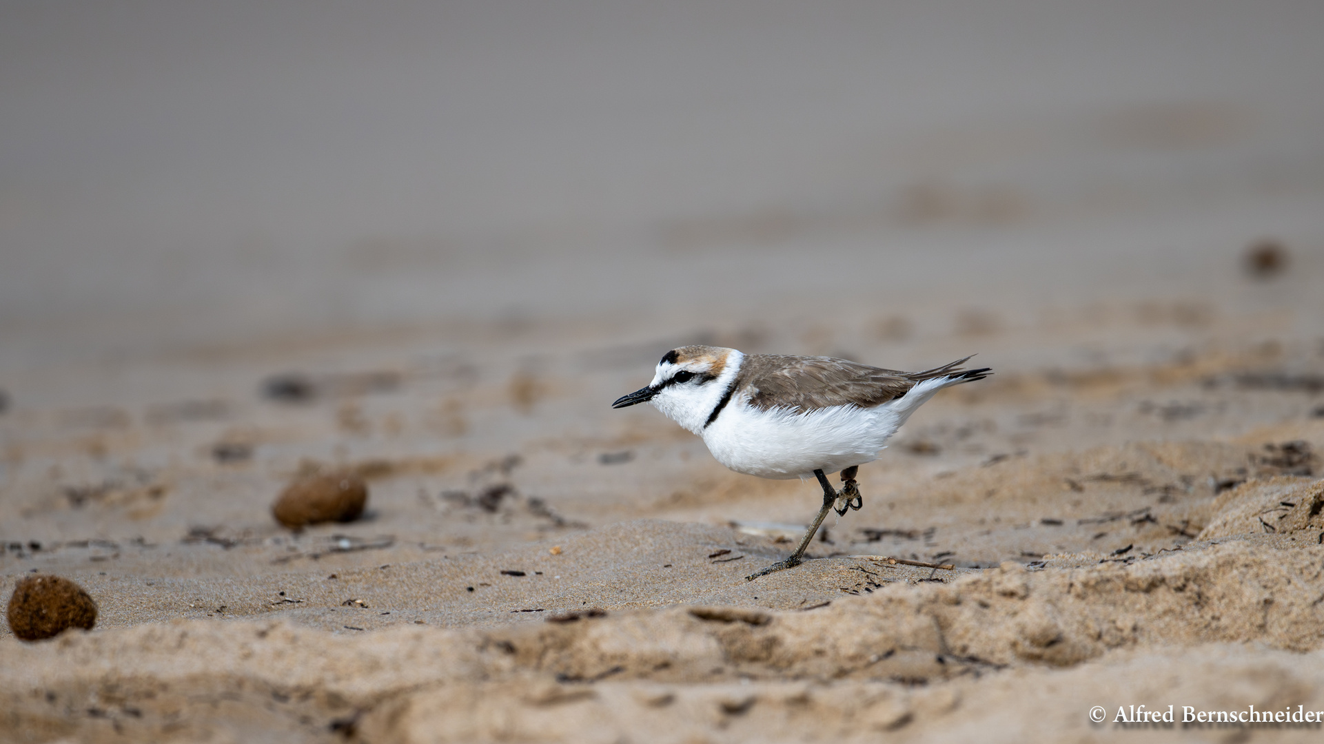 Seeregenpfeifer / Charadrius