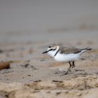 Seeregenpfeifer / Charadrius