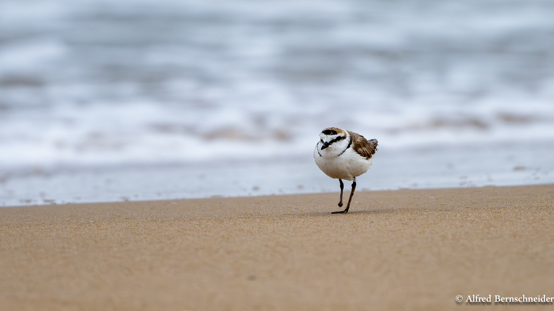 Seeregenpfeifer / Charadrius