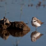 Seeregenpfeifer (Charadrius alexandrinus)