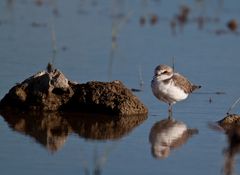 Seeregenpfeifer (Charadrius alexandrinus)