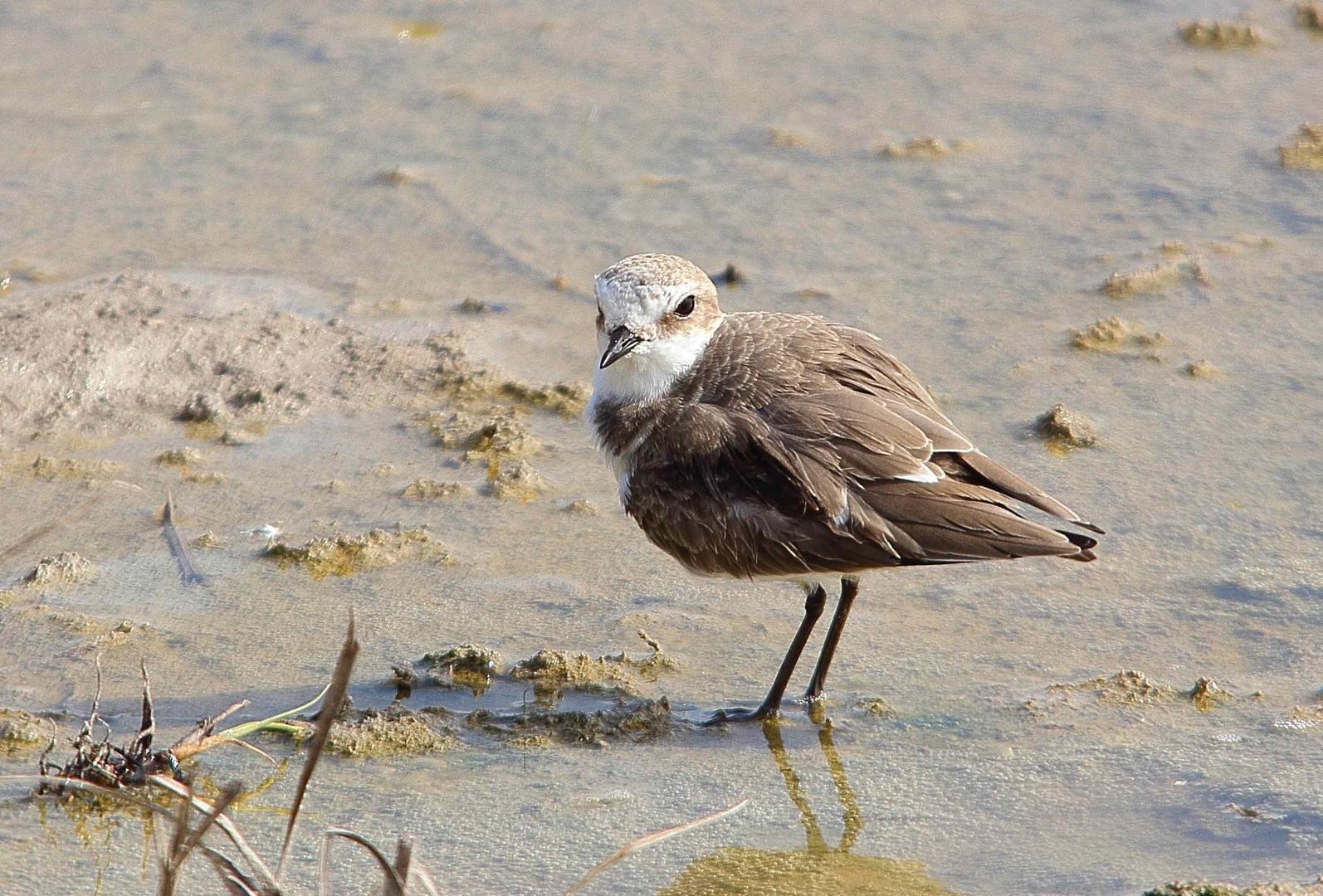 Seeregenpfeifer (Charadrius alexandrinus) im Schlichtkleid