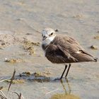 Seeregenpfeifer (Charadrius alexandrinus) im Schlichtkleid