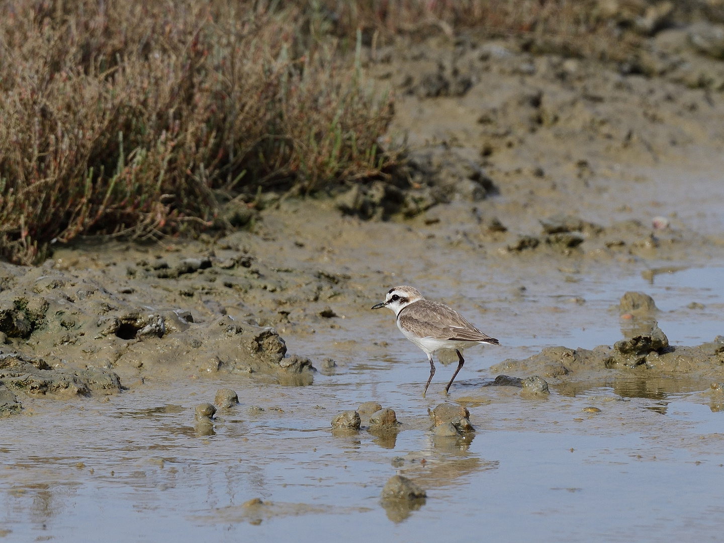 Seeregenpfeifer (Charadrius alexandrinus), Kentish plover, Chorlitejo patinegro