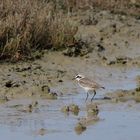 Seeregenpfeifer (Charadrius alexandrinus), Kentish plover, Chorlitejo patinegro