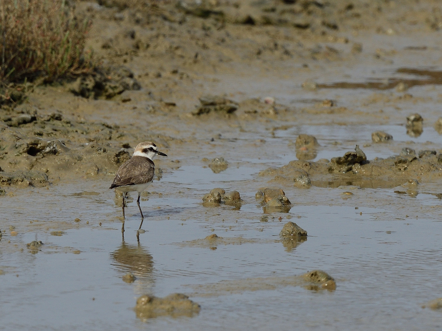 Seeregenpfeifer, (Charadrius alexandrinus), Kentish plover, Chorlitejo patinegro