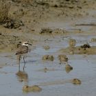 Seeregenpfeifer, (Charadrius alexandrinus), Kentish plover, Chorlitejo patinegro