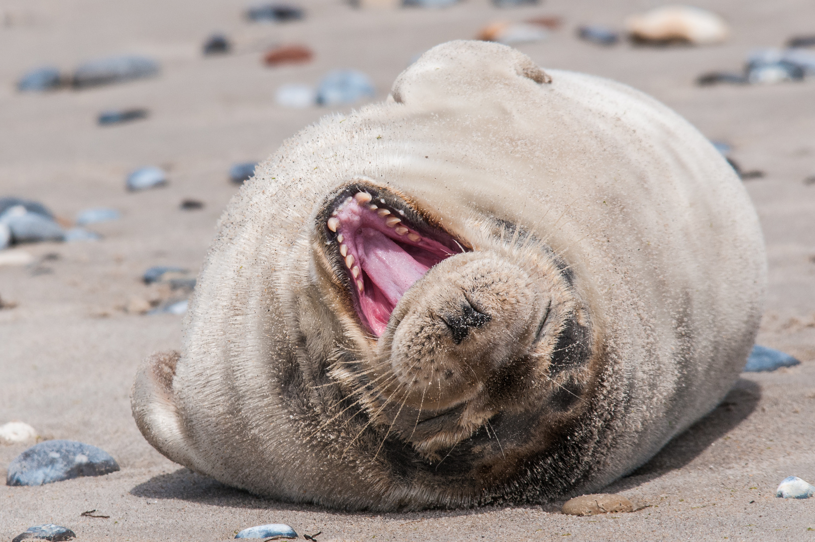 Seerobbe auf Helgoland