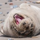 Seerobbe auf Helgoland