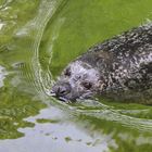 Seerobbe im Tierpark Neumünster.