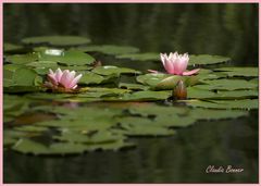 Seeröslein in Rosa