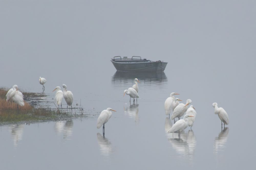 Seeromantik... im Nebel 