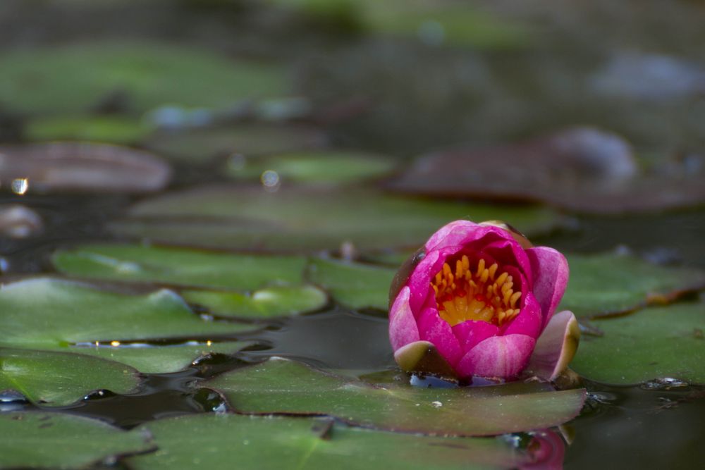 Seerose von Efini 