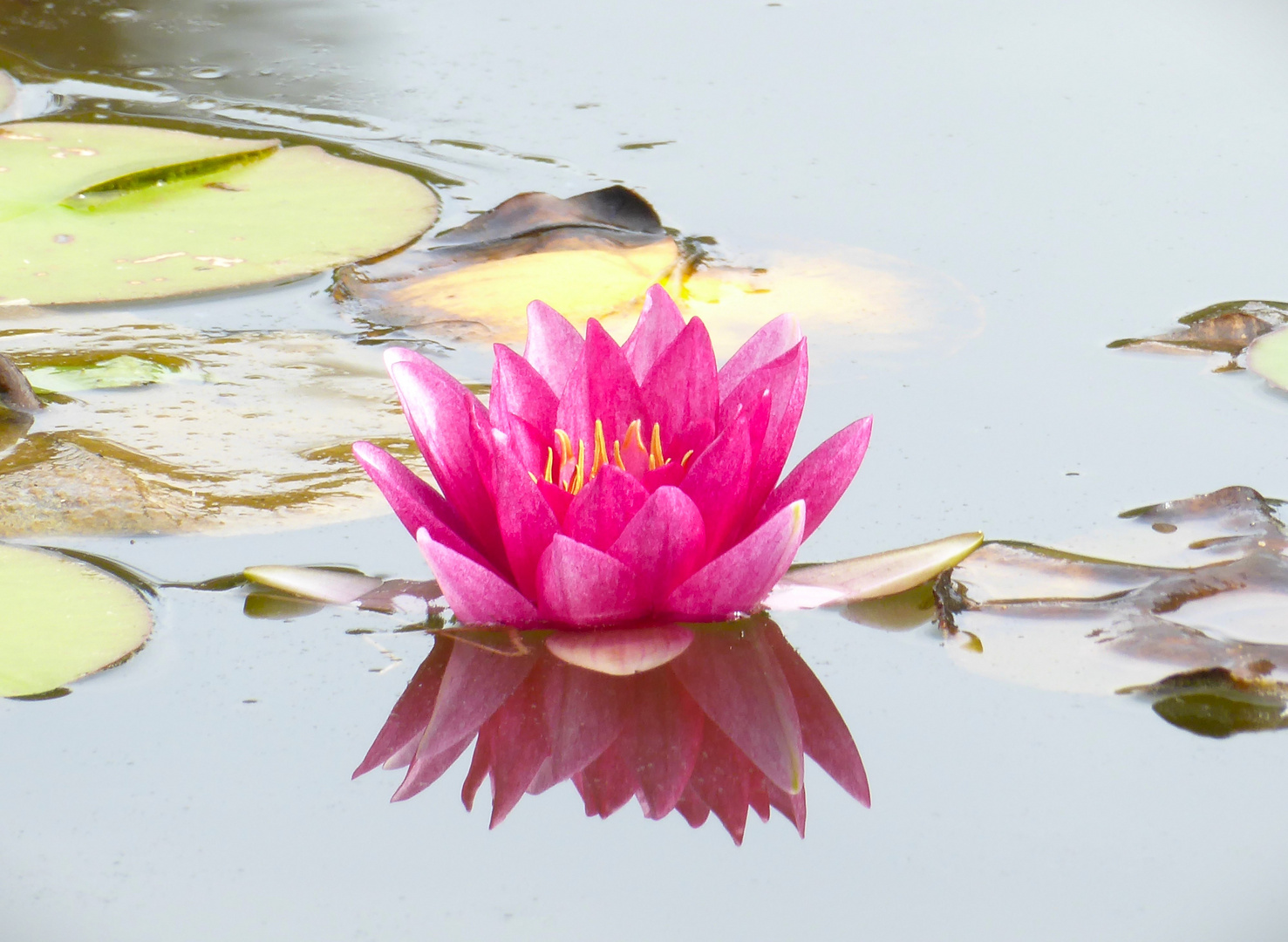 Seerose 1 Foto & Bild fotos, wasser, teich Bilder auf
