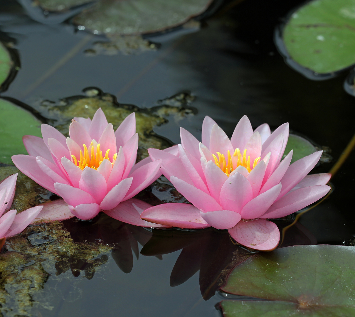 Seerose -1- Foto & Bild | natur, pflanzen, blüten Bilder auf fotocommunity