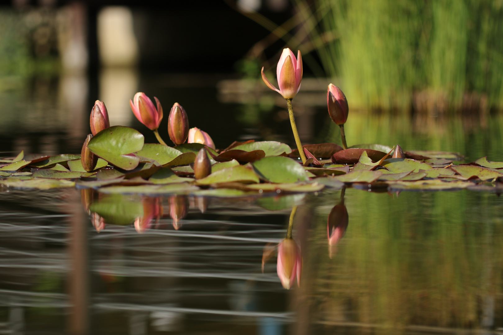 Seerose 1 Foto & Bild frühling, teich, natur Bilder auf