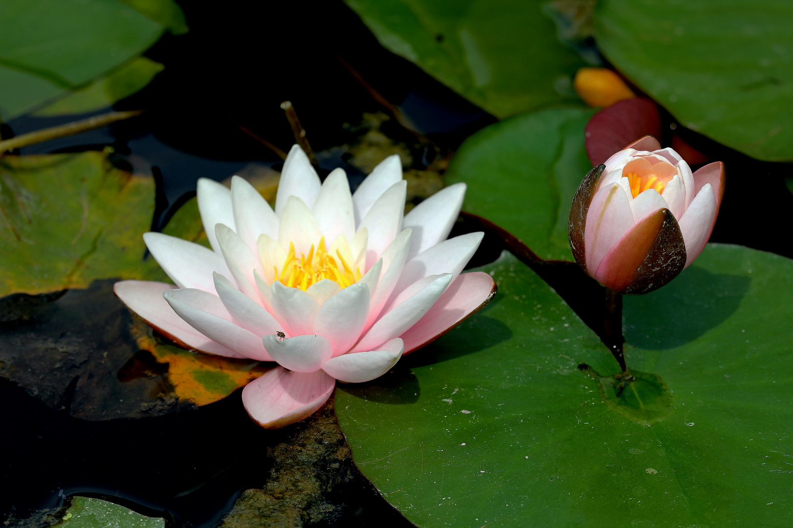 Seerose 3 Foto & Bild natur, pflanzen, blüten Bilder auf
