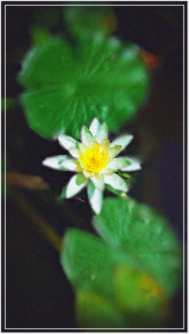 Seerose 3 - water lily