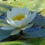 SEEROSE