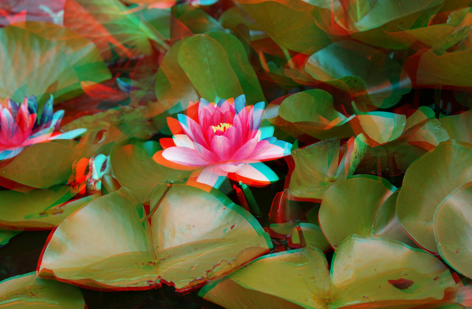 Seerose 3D