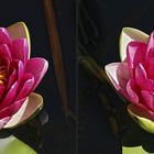 Seerose (3D im Kreuzblick)