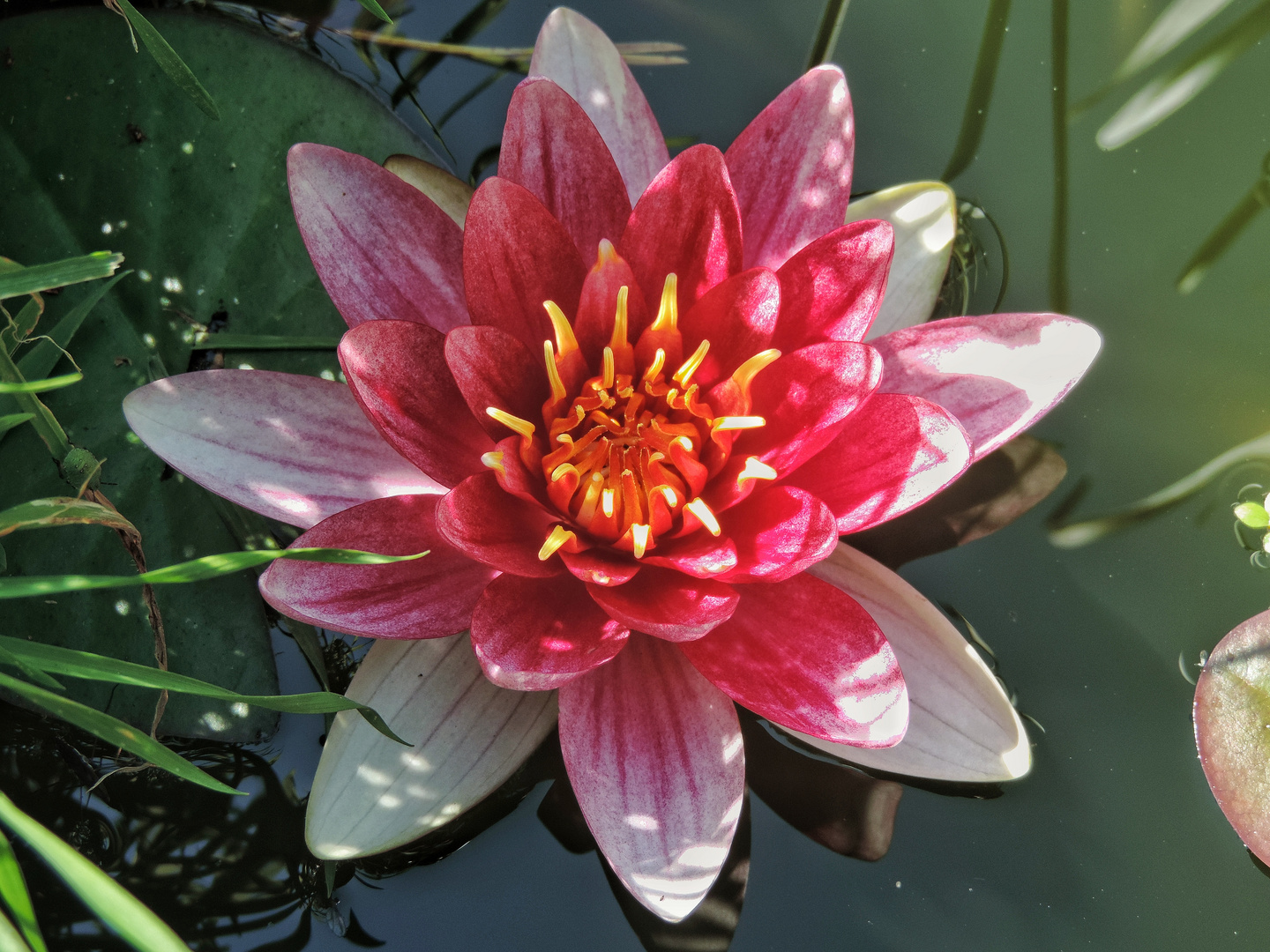 Seerose Foto & Bild | pflanzen, pilze & flechten, blüten- & kleinpflanzen, seerosen Bilder auf ...