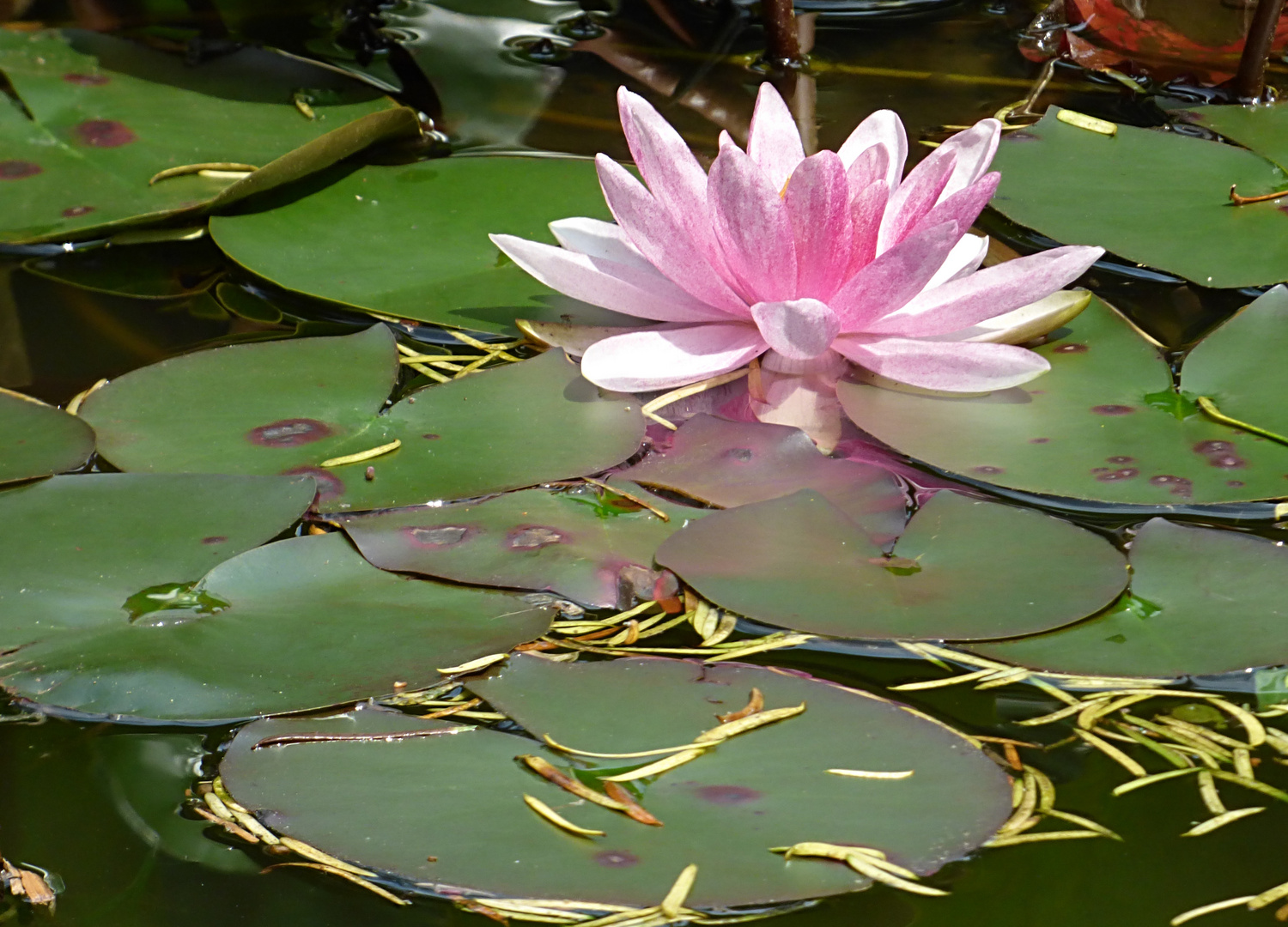 Seerose Foto & Bild pflanzen, pilze & flechten, blüten