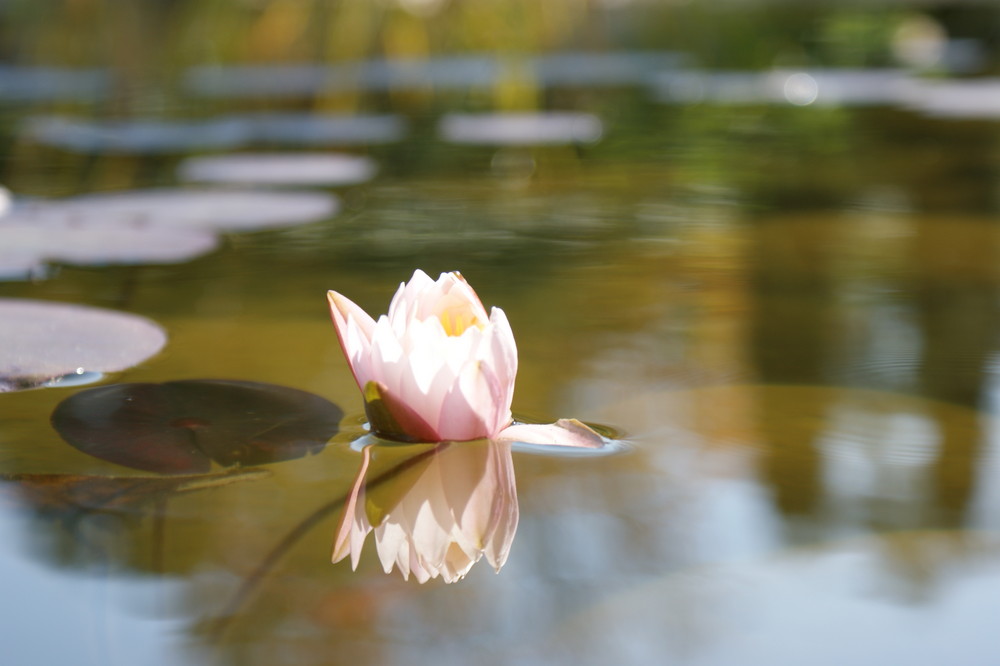 Seerose... von NicoleStaub 