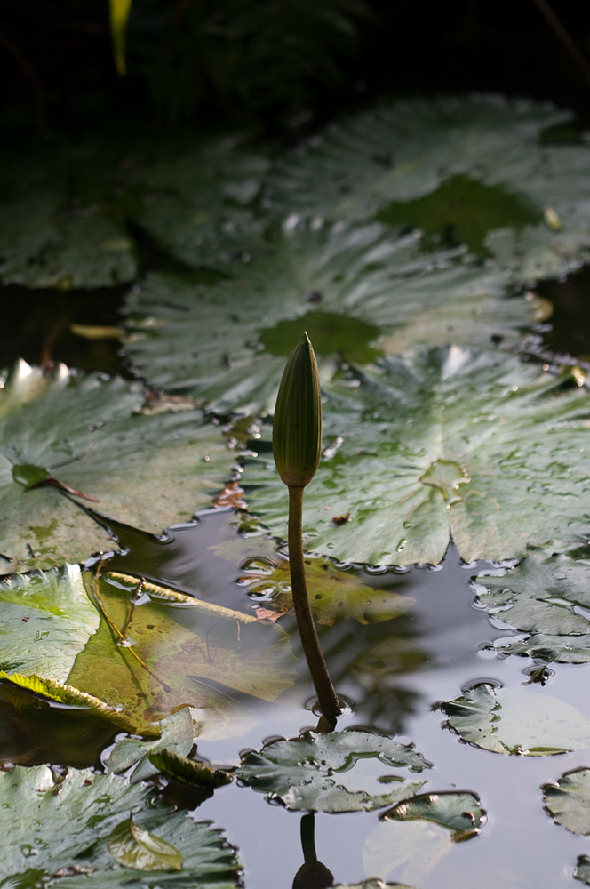 Seerose