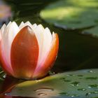 Seerose