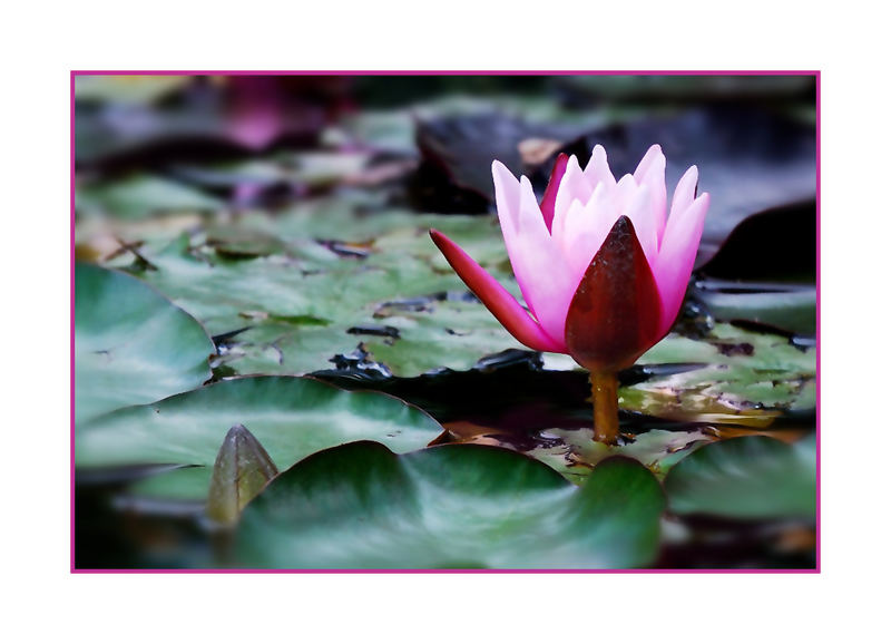 Seerose am Abend