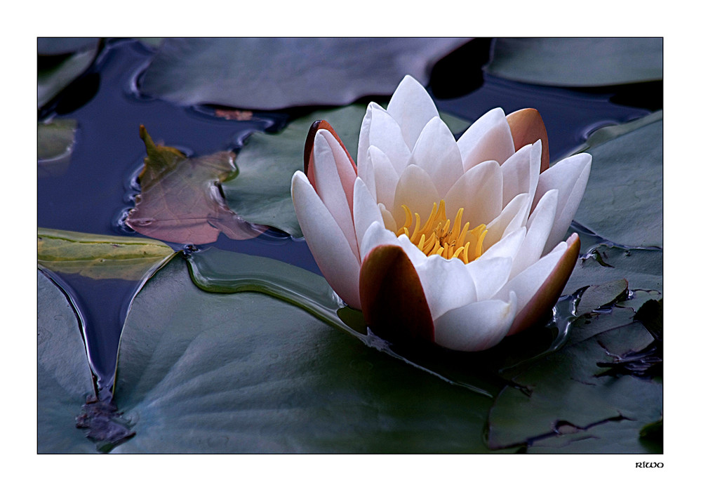 Seerose am Alpsee...