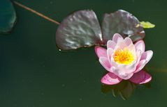 Seerose am Arbeitsteich