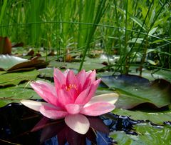 Seerose am Bananensee