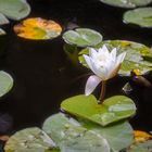 Seerose am Blockheideteich