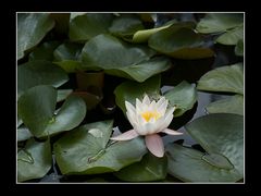 seerose am mondteich