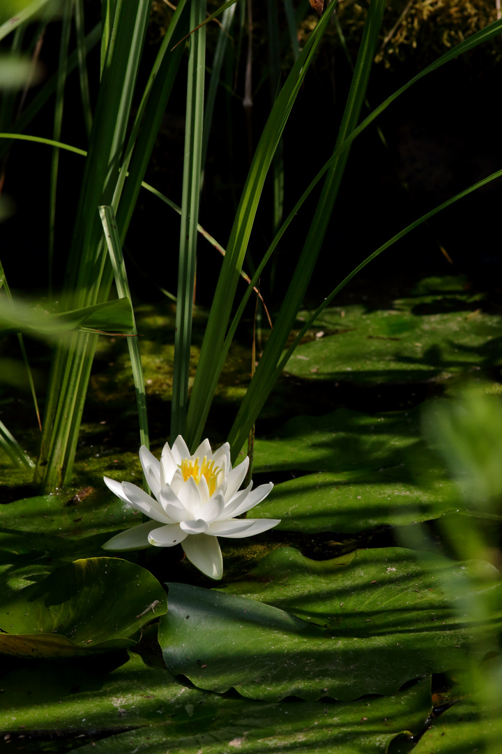 Seerose am Nachmittag