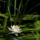 Seerose am Nachmittag