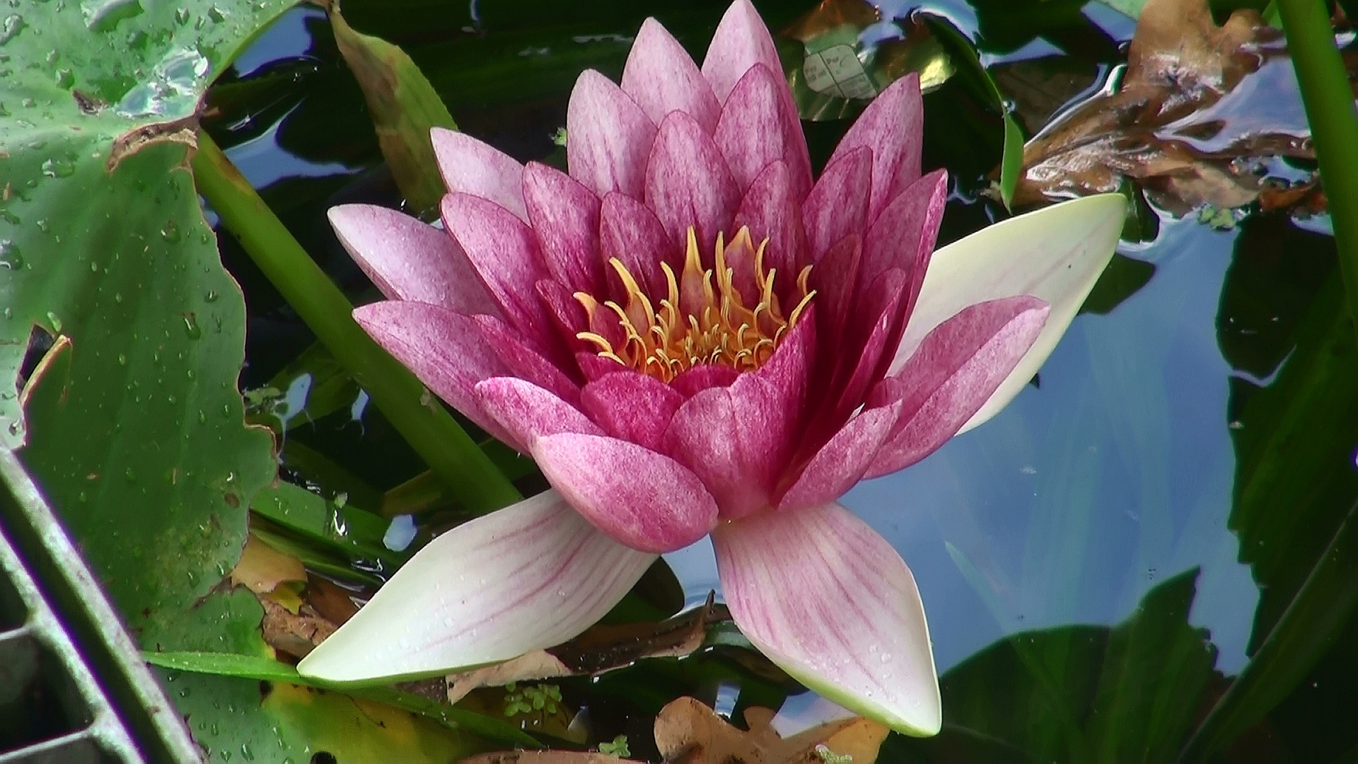 Seerose am Schildhorn