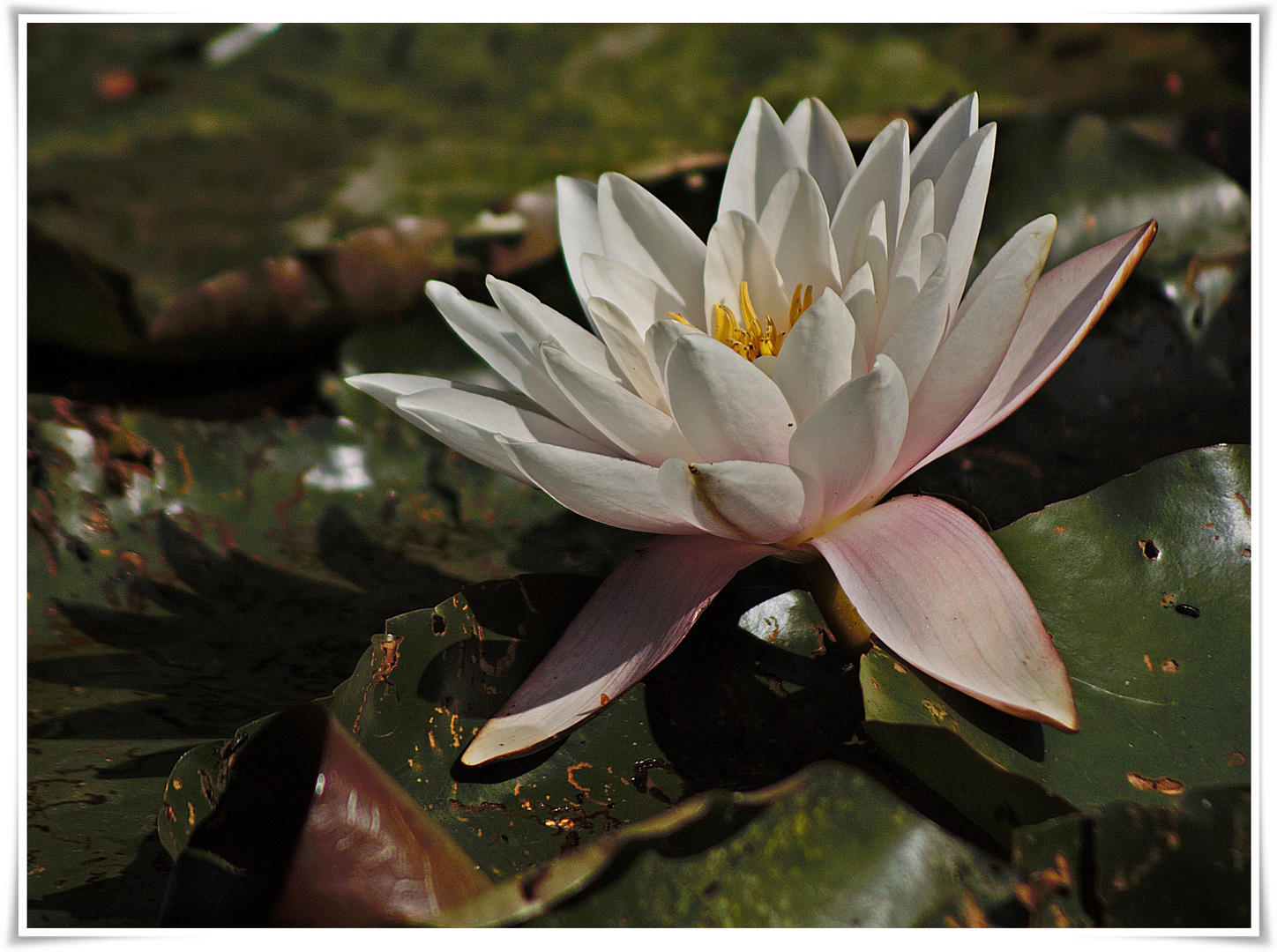 Seerose am Sonntag