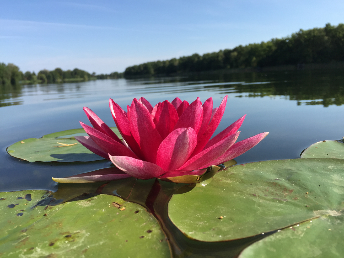 Seerose auf Augenhöhe