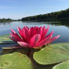 Seerose auf Augenhöhe