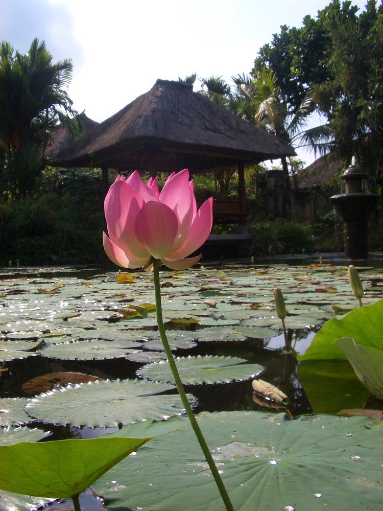 Seerose auf Bali