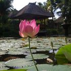 Seerose auf Bali