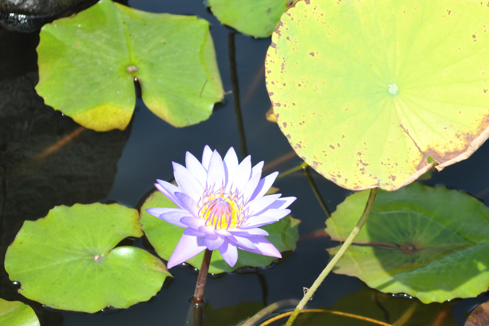 Seerose auf Bali