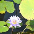 Seerose auf Bali